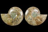 Bargain, Cut & Polished Ammonite Fossil - Madagascar #148063-1